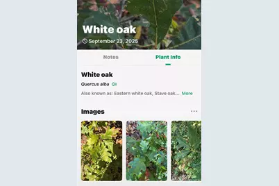 366 Boland Drive, Lake Lure, NC 28746 - Photo 39