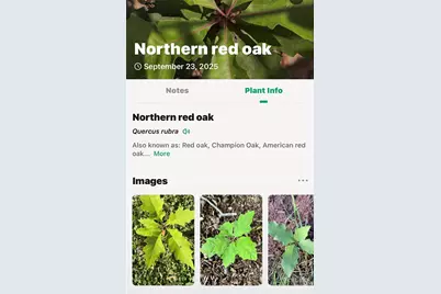 366 Boland Drive, Lake Lure, NC 28746 - Photo 45