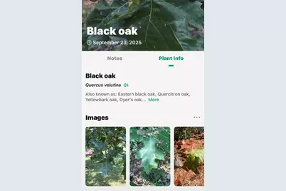 366 Boland Drive, Lake Lure, NC 28746 - Photo 43