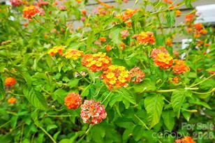 3812 Arial Lane, York, SC 29745 - Photo 47