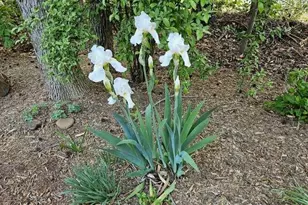 2199 Coddle Creek Hwy, Mooresville, NC 28115 - Photo 3