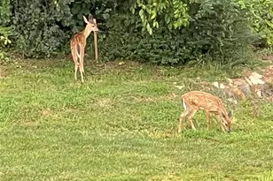 57 Union Chapel Rd, Weaverville, NC 28787 - Photo 43