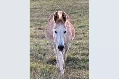 4241 Burton Lane, Denver, NC 28037 - Photo 33