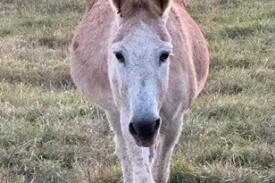 4241 Burton Ln, Denver, NC 28037 - Photo 33