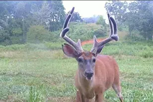 128 Cook Ln, Mills River, NC 28759 - Photo 7