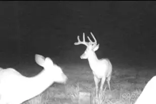 128 Cook Ln, Mills River, NC 28759 - Photo 9