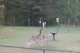 308 Frog Hollow Rd, Rutherfordton, NC 28139 - Photo 31