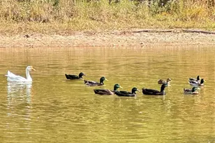 3490 US Hwy Business 220 Hwy, Stoneville, NC 27048 - Photo 21