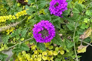 227 Reep Dr, Morganton, NC 28655 - Photo 47