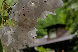 142 Cherrywood Ln, Pisgah Forest, NC 28768 - Photo 31