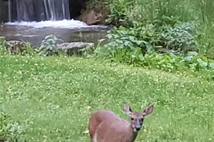 142 Cherrywood Ln, Pisgah Forest, NC 28768 - Photo 5