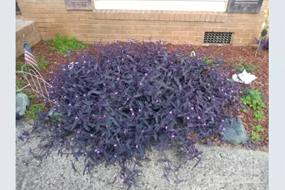 3515 Clardy Court, Charlotte, NC 28205 - Photo 33