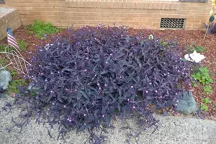 3515 Clardy Ct, Charlotte, NC 28205 - Photo 33