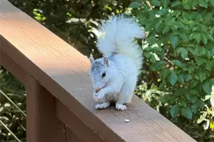 1955 Connestee Trail, Brevard, NC 28712 - Photo 31