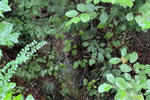 1054 Sandy Springs Rd, Rutherfordton, NC 28139 - Photo 33