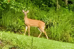 7 and 11 Dalph Dr, Weaverville, NC 28787 - Photo 25