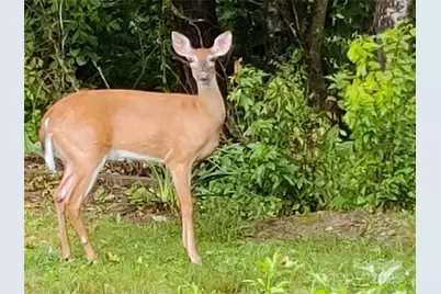 7 and 11 Dalph Drive, Weaverville, NC 28787 - Photo 27