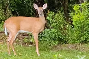 7 and 11 Dalph Dr, Weaverville, NC 28787 - Photo 27