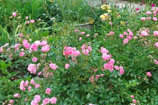 60 Park Ave St, Asheville, NC 28803 - Photo 7