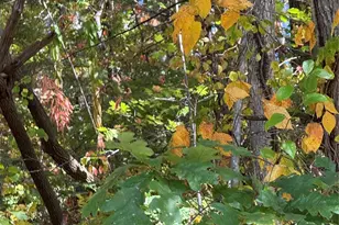 202 Lyndhurst Dr, Hendersonville, NC 28791 - Photo 5