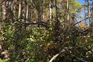 202 Lyndhurst Dr, Hendersonville, NC 28791 - Photo 3