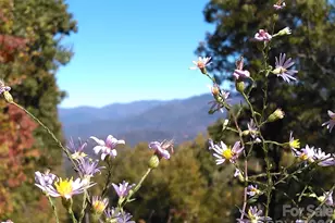 0 Mack Luke Rd, Whittier, NC 28789 - Photo 15