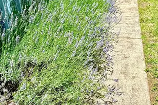 3 Rocking Porch Rd, Asheville, NC 28805 - Photo 7