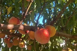 5128 Meadow Woods Dr, Lowell, NC 28098 - Photo 45