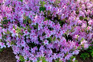 101 Keswick Ln, Mooresville, NC 28117 - Photo 43