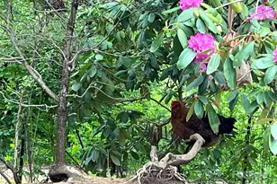 86 R and R Hyder Ln, Hendersonville, NC 28792 - Photo 35