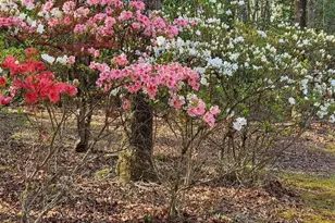 667 Pinewood Knoll Dr, Hendersonville, NC 28739 - Photo 3