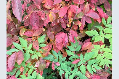 0000 Sourwood Road, Canton, NC 28716 - Photo 35