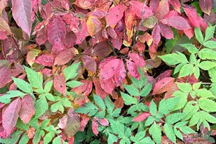 0000 Sourwood Rd, Canton, NC 28716 - Photo 35