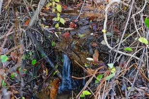 321 Lyle Ln, Green Mountain, NC 28740 - Photo 11