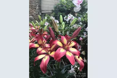 233 Rolling Drive, Waynesville, NC 28786 - Photo 39