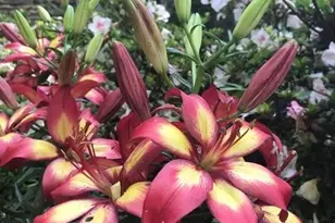 233 Rolling Dr, Waynesville, NC 28786 - Photo 39