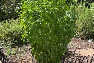 401 Hollyhock Dr, Matthews, NC 28104 - Photo 41