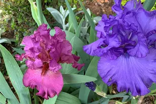 2539 Botanical Ct NW, Concord, NC 28027 - Photo 33