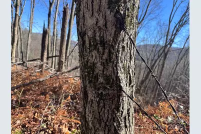 15 +/- Acres Riddle Branch Road, Burnsville, NC 28714 - Photo 31