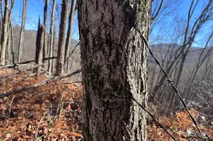 15 +/- Acres Riddle Branch Rd, Burnsville, NC 28714 - Photo 31