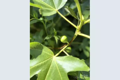 43 Dillingham Estates Trail, Swannanoa, NC 28778 - Photo 27