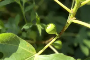 43 Dillingham Ests Trl, Swannanoa, NC 28778 - Photo 27