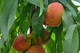 2079 Lakebridge Drive, Fort Mill, SC 29715 - Photo 33