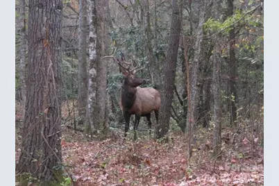 643 Bent Tree Road, Maggie Valley, NC 28751 - Photo 33