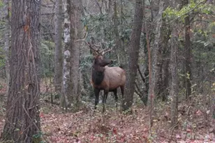 643 Bent Tree Rd, Maggie Valley, NC 28751 - Photo 33