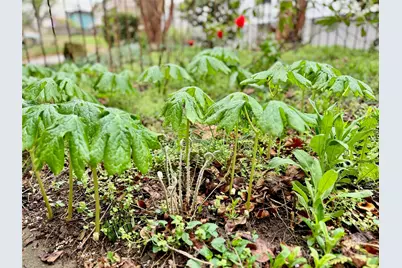 297 Hillside Street, Asheville, NC 28801 - Photo 37