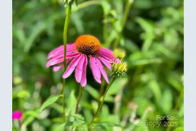 297 Hillside Street, Asheville, NC 28801 - Photo 3