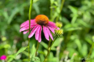 297 Hillside St, Asheville, NC 28801 - Photo 3