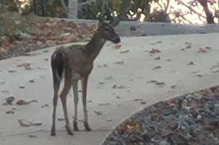 146 Sarinac Dr, Bostic, NC 28018 - Photo 41