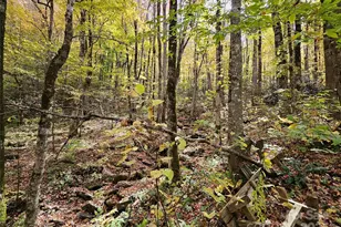 25 Hollow Log Rd, Burnsville, NC 28714 - Photo 13